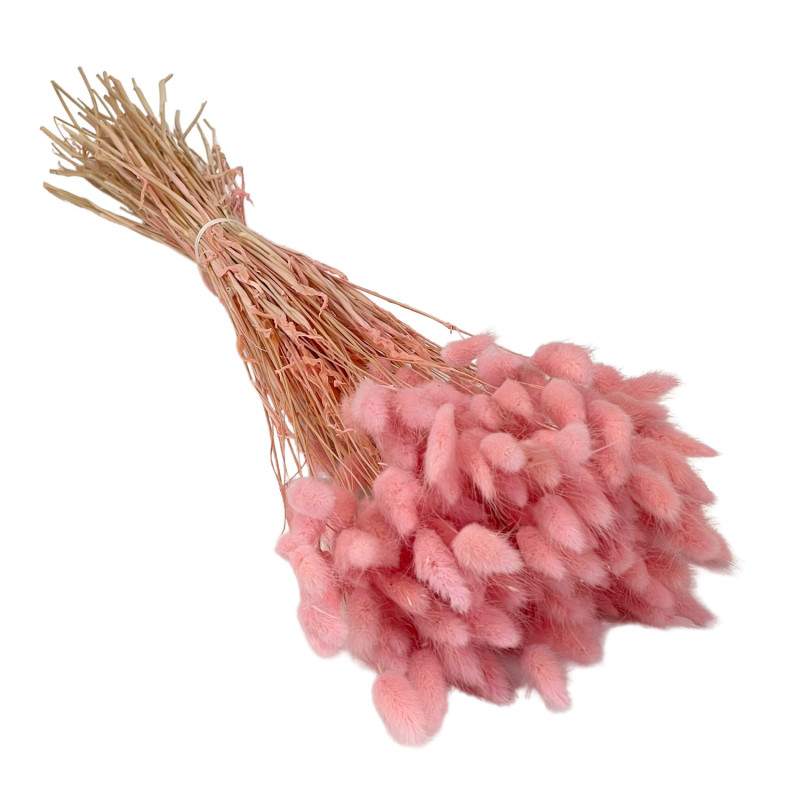 Lagurus Antique Pink